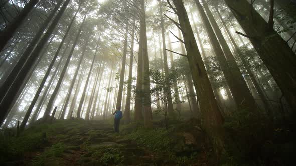 Pan, hiker pauses amongst forest shrouded in fog, Kumano Kodo Japan