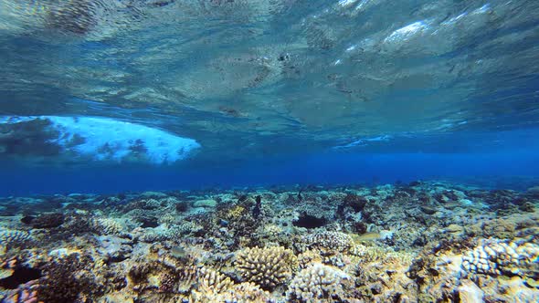 Fish under Waves