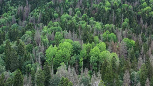 Aerial view on the Beautiful mountains forest