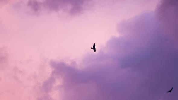 Large Bird (Eagle) Flying Over Sunset Sky Background (Slow Motion Shot)