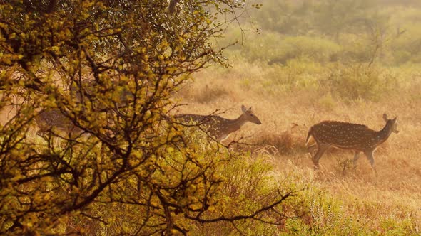 Chital or Cheetal, Also Known As Spotted Deer, Chital Deer, and Axis Deer