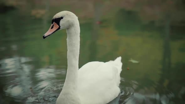 Goose In Water Slow Motion