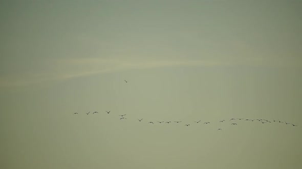 a Flock or School of Migratory Birds Flies Under a Clear Sunset Sky After Rain Over the Sea Along