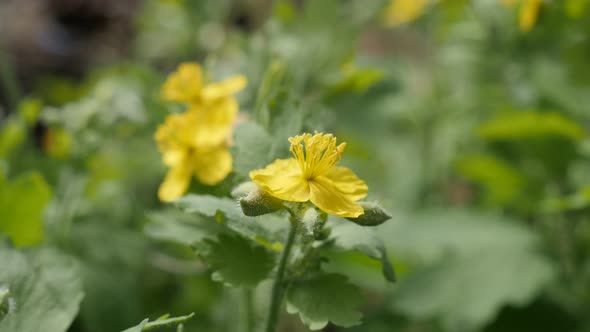 Shallow DOF flower bush of greater celandine 4K 2160p 30fps UltraHD footage - Close-up of yellow her