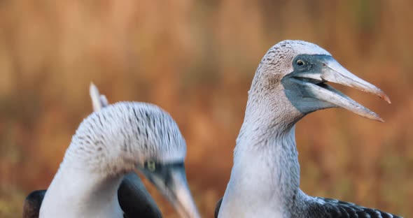 Mating call dance with two blue footed booby in Galapagos Islands