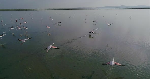 Flock of Flamingos Flying Over a Salt Lake in Albania