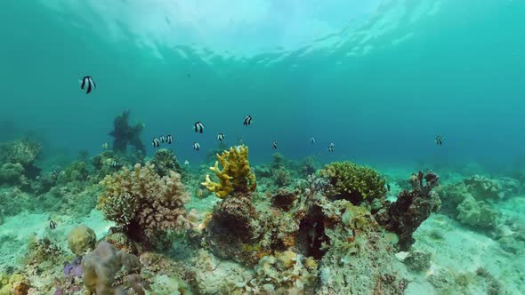 Coral Reef and Tropical Fish. Panglao, Philippines.