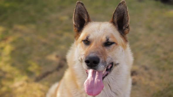 Portrait of a Happy Dog in Nature at Sunny Day