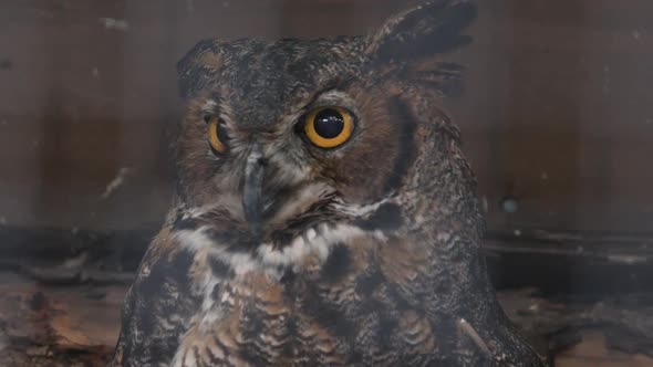 Great Horned Owl slowly turning head