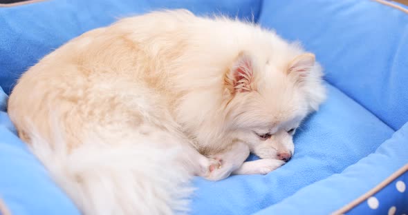 Sleeping pomeranian dog