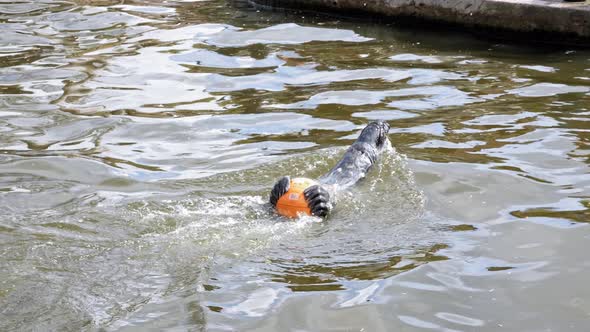 Adorable Grey Seal Holding An Orange Ball And Doing Backstroke In A Pool At The Zoo. - Slow Motion