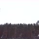 Drone Flies Past Two Snowcovered Pines Against the Background of a Pine Forest - VideoHive Item for Sale