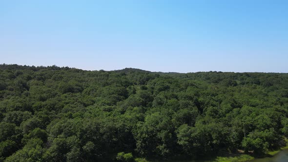 forest green landscape