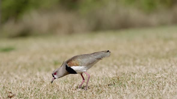 A natural pest control, southern lapwing, vanellus chilensis; digging and poking holes on the grassy