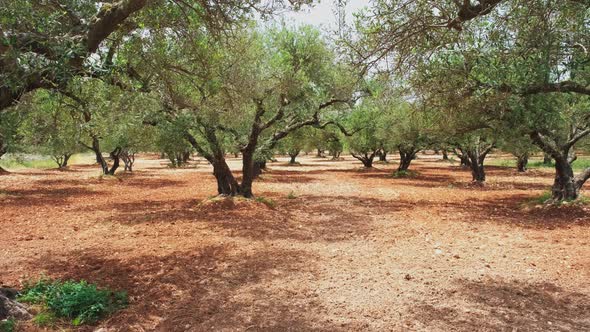 Olive Trees (Olea Europaea) in Crete, Greece for Olive Oil Production