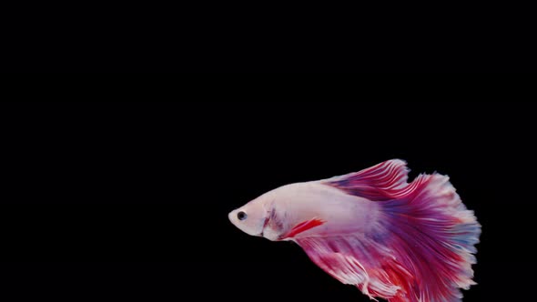 Siamese fighting fish (Betta splendens)