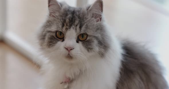 Beautiful pet cat sitting at home looking away. Relaxing fluffy hairy domestic animal.