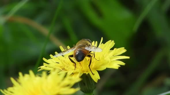 Bee collecting pollen on a windy spring day