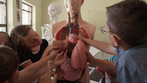 Group of kids touching human anatomy model