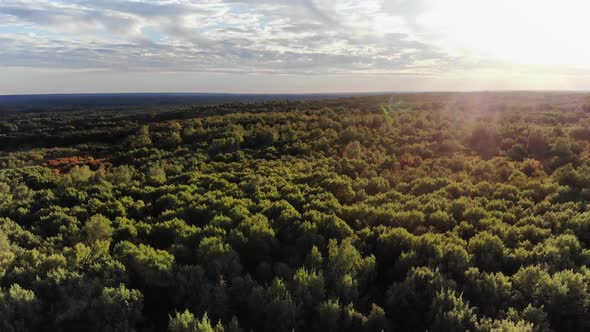 Aerial View. Flying Over the Beautiful Autumn Trees in Forest