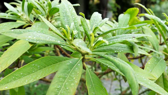 Green Leaves Of A Plant In Raindrops 