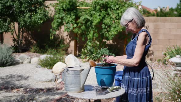 A beautiful middle aged woman gardening and planting a tomato in the backyard sunshine SLOW MOTION.