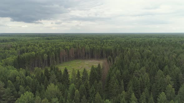 Flight Over the Green Forest