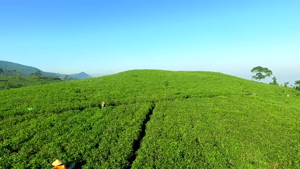 Green Tea Plantation