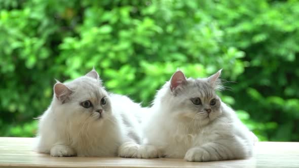 Two Cute Persian Cats Lying On Table