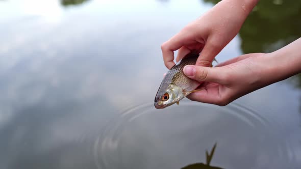 River fish in hands over the water. hands of unrecognizable person holding alive fish