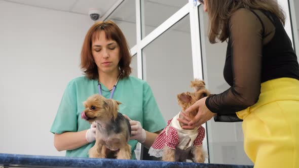 Yorkshire Terriers on Table During Checkup