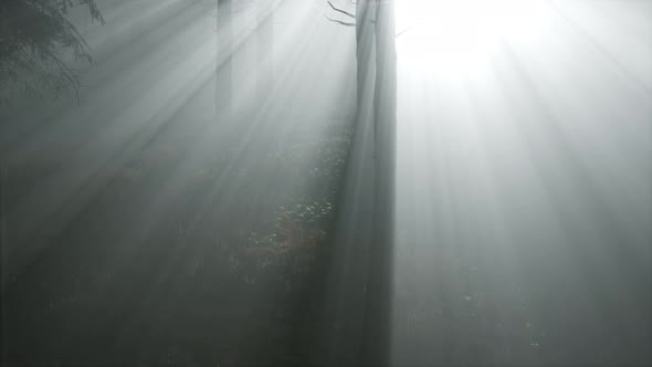 Coniferous Forest Backlit By the Fising Sun on a Misty