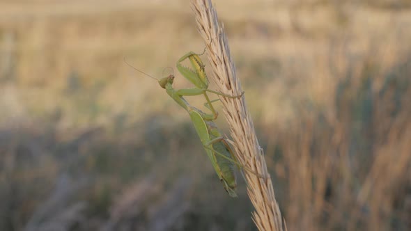 Insects in Their Natural Habitat, A Praying Mantis Sits on a Mature Inflorescence, Animal Brushes