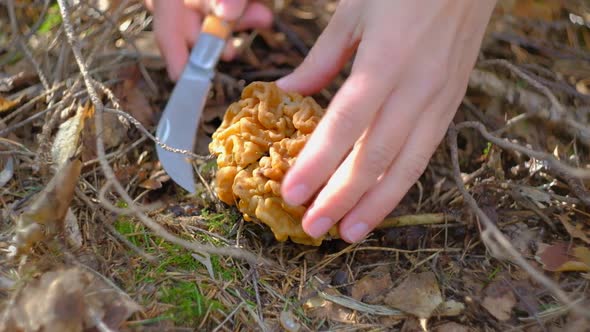 Gyromitra Gigas Under a Spruce Tree