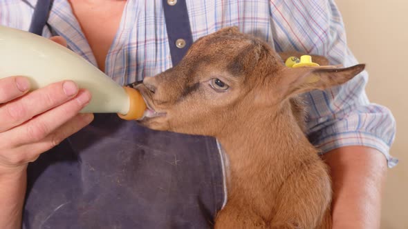 Goat Farm. The Farmer Holds a Goat in His Arms and Feeds Milk From a Bottle. Goat Drinks Milk From a