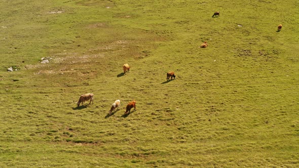 Cattle on the plains of Bayanbulak Grassland