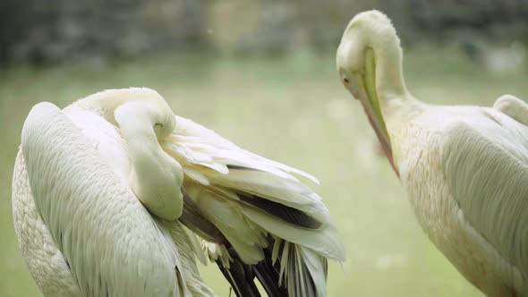 Pelican on the Lake. Close-up.