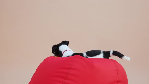 Rear View of a Smooth Fox Terrier Lying on a Large Red Pillow in the Studio on a Light Brown