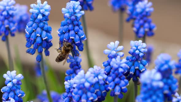 Bee Flying Near Muscari Flower