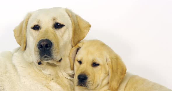 Yellow Labrador Retriever, Bitch and Puppy on White Background, Normandy, Slow Motion 4K