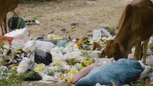 Local cows eating trash from massive pile in Vietnam, handheld view