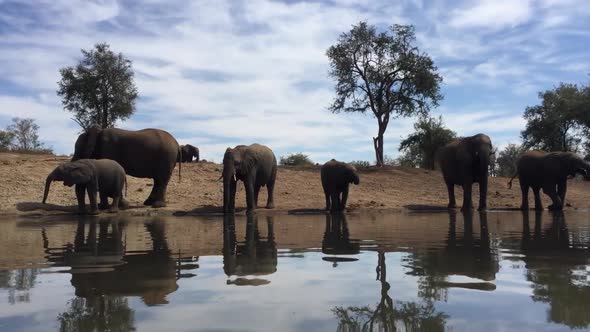 Low angle view of African elephants drinking at Madikwe watering hole