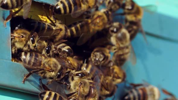 Farm Honey Production