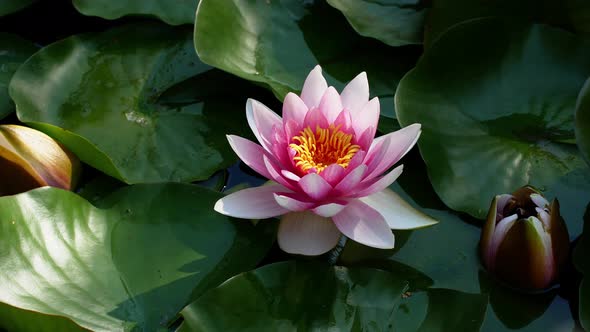 Beautiful flower in the pond pink white lotus in the water. Close-up woman hand is touching flowers