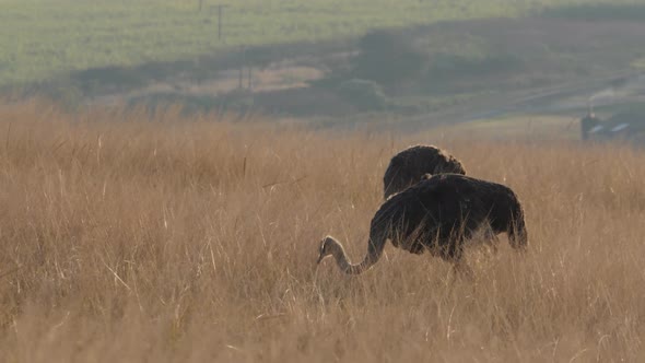 Ostriches in Africa Savannah