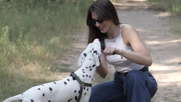 Playing with a Dog Dalmatian