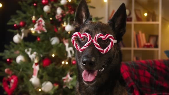 Dog Wearing Hearts Glasses Closeup