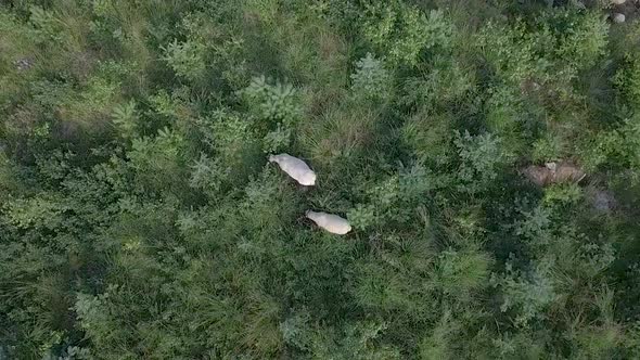 Aerial ascending rotating zoom view of two white grazing sheep in pine tree forest