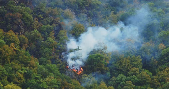 Burning fire in the forest