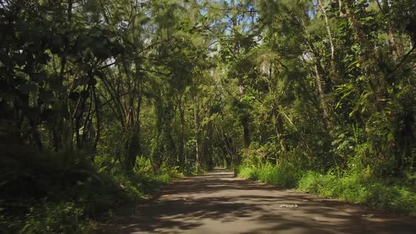 Road through tropical forest in Hawaii